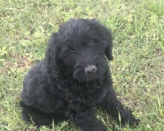 Labradoodle puppy from 2021