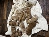 Puppies 2/23